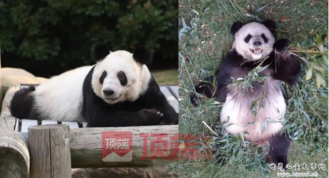 左：小时候的丫丫 右：小时候的乐乐